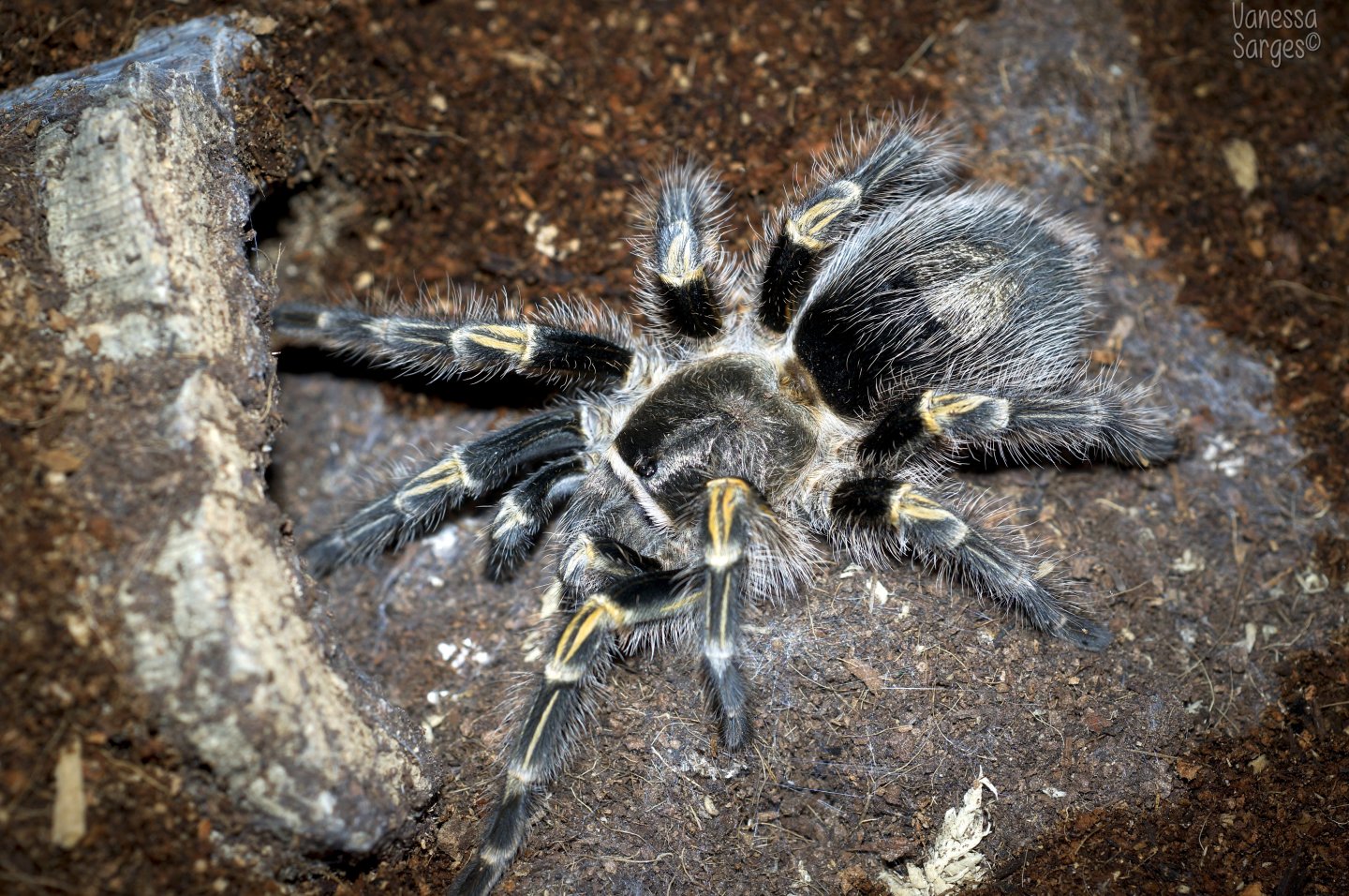 Grammostola pulchripes Sub-Adult Female