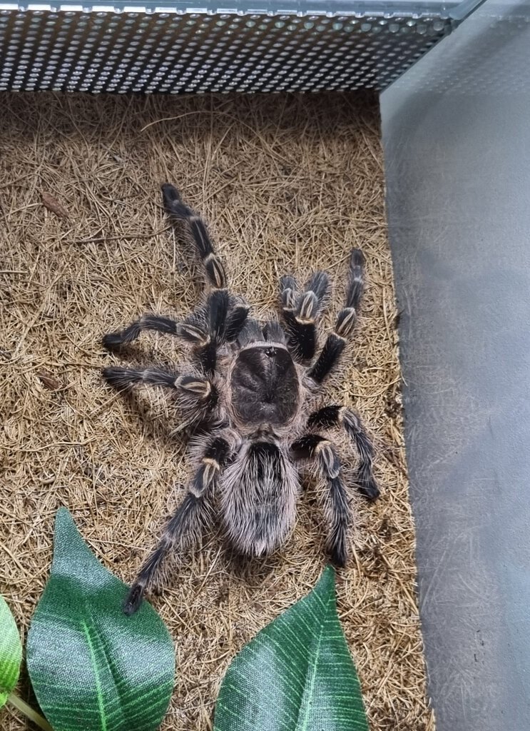 Grammostola pulchripes subadult female