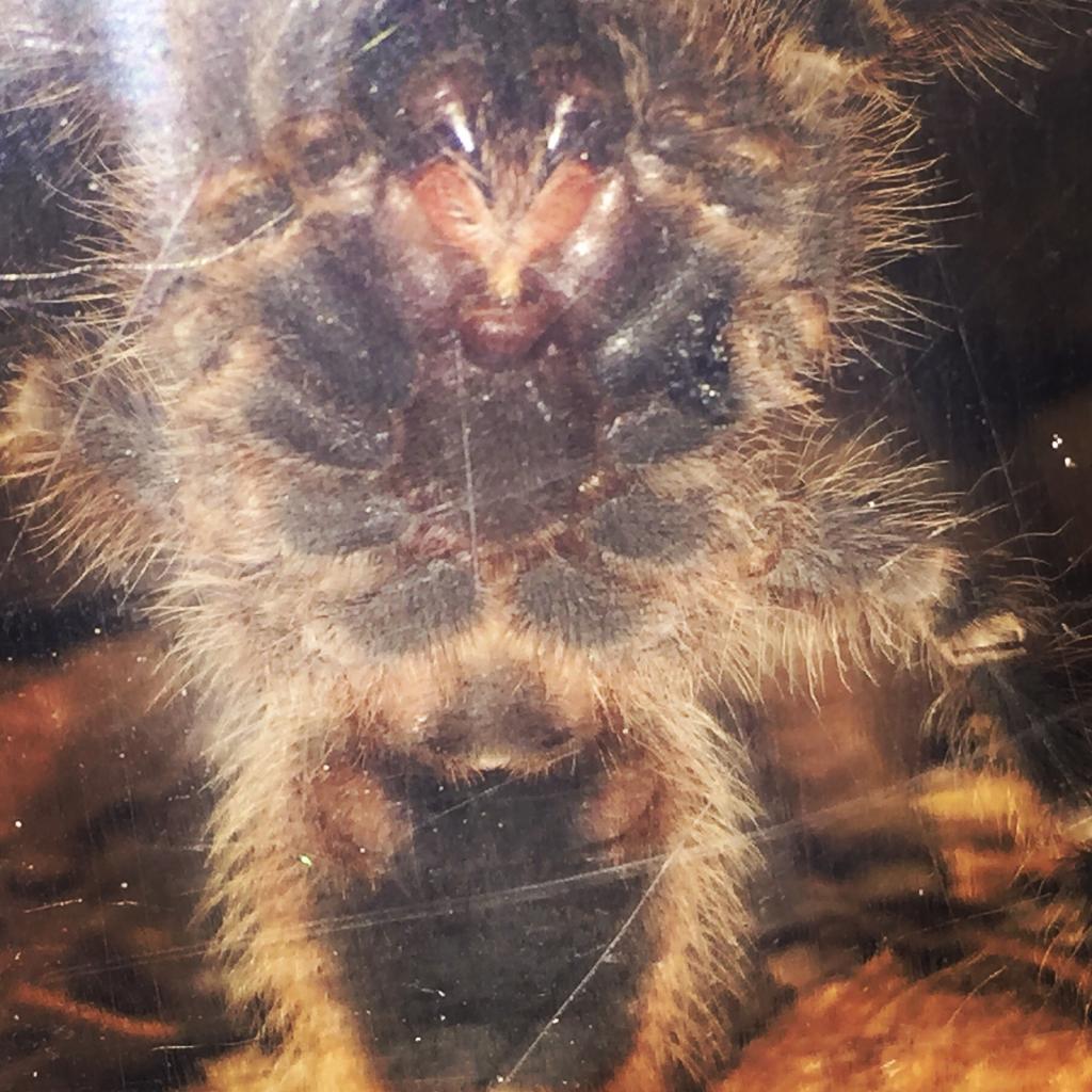 Grammostola pulchripes Unsexed