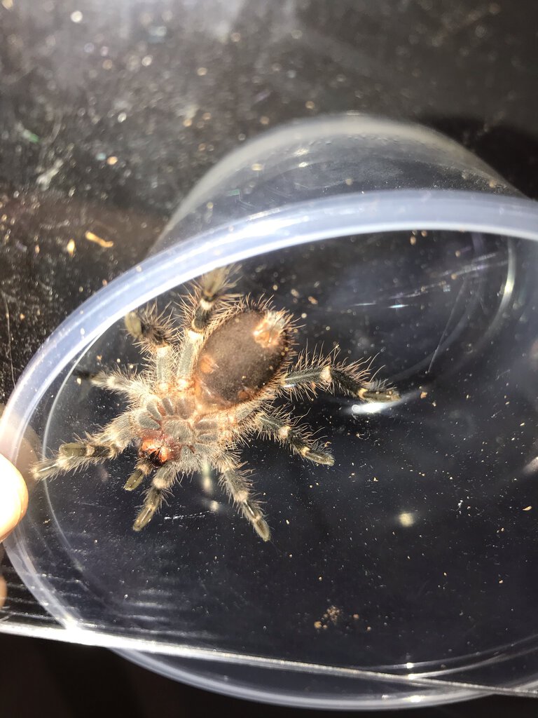 Grammostola pulchripes [ventral sexing] [1/2]