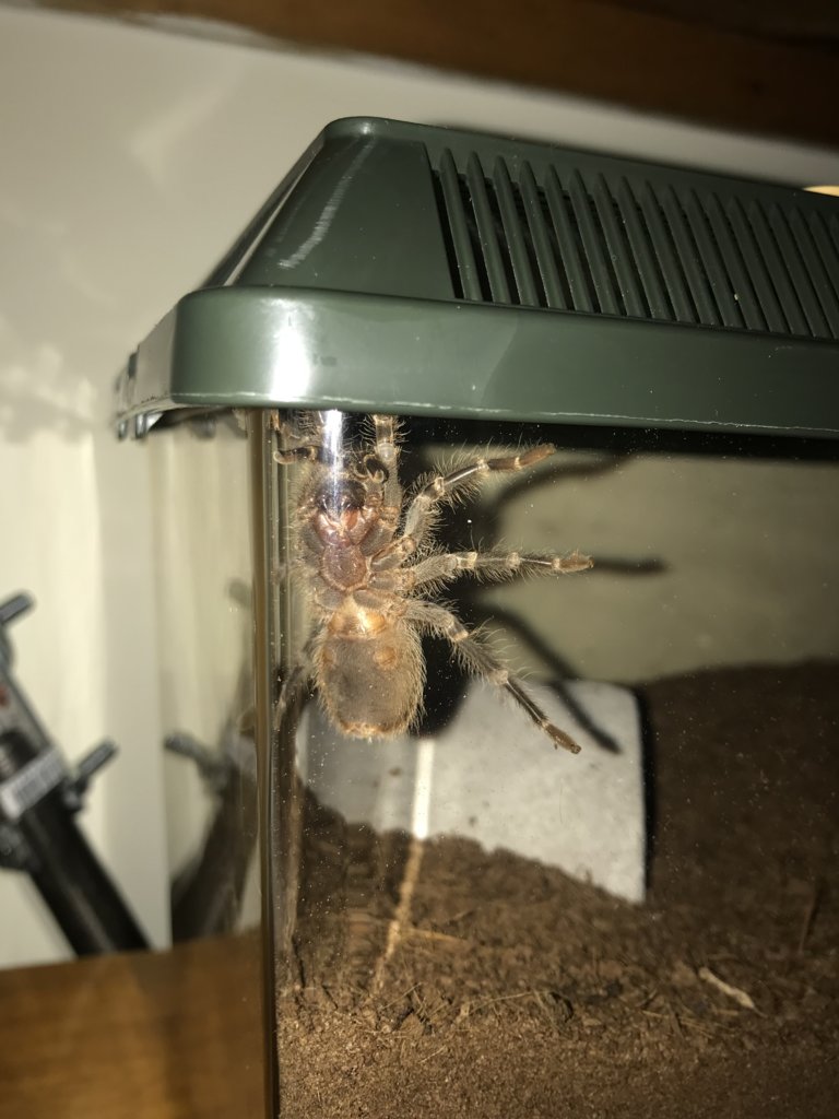 Grammostola pulchripes [ventral sexing] [2/2]