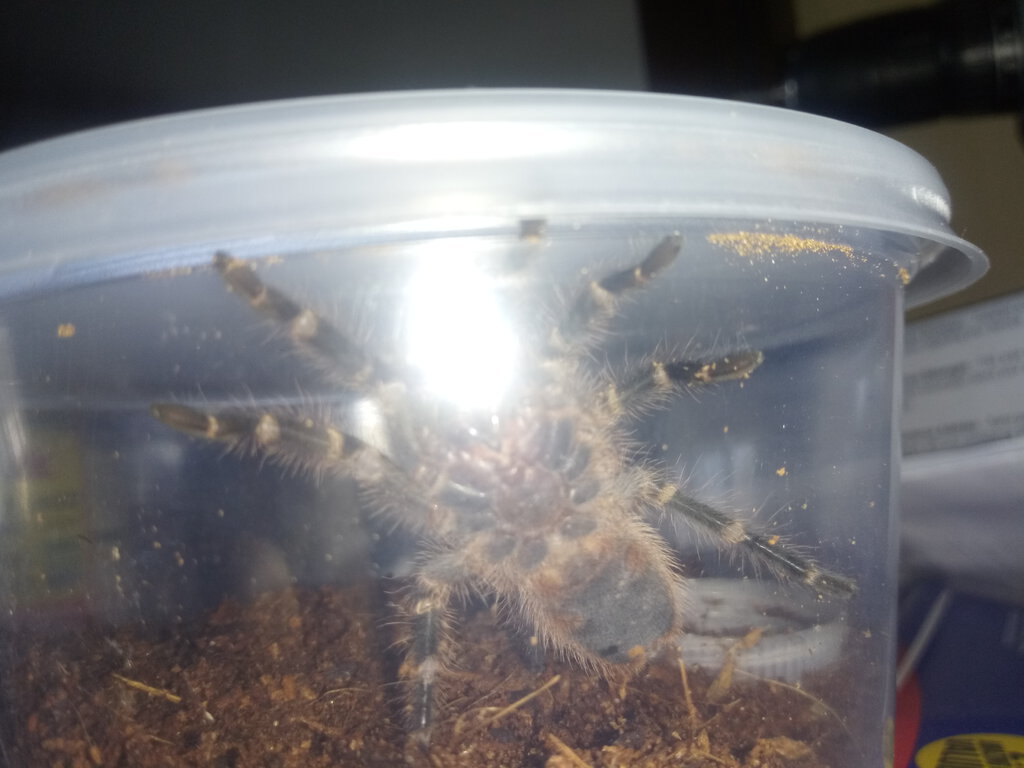 Grammostola pulchripes [ventral sexing] [2/2]