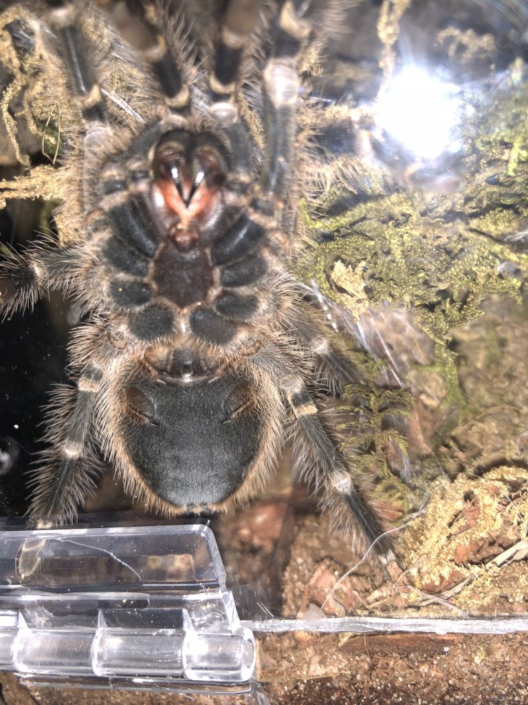 Grammostola pulchripes: Ventral Sexing