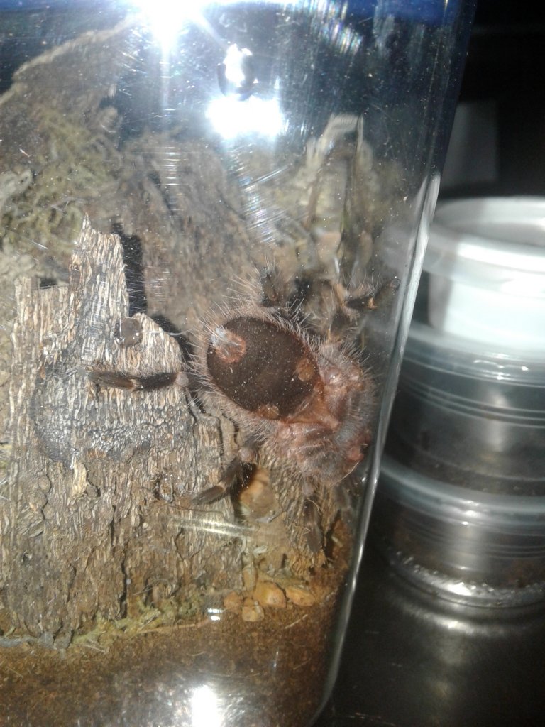 Grammostola pulchripes [ventral sexing]