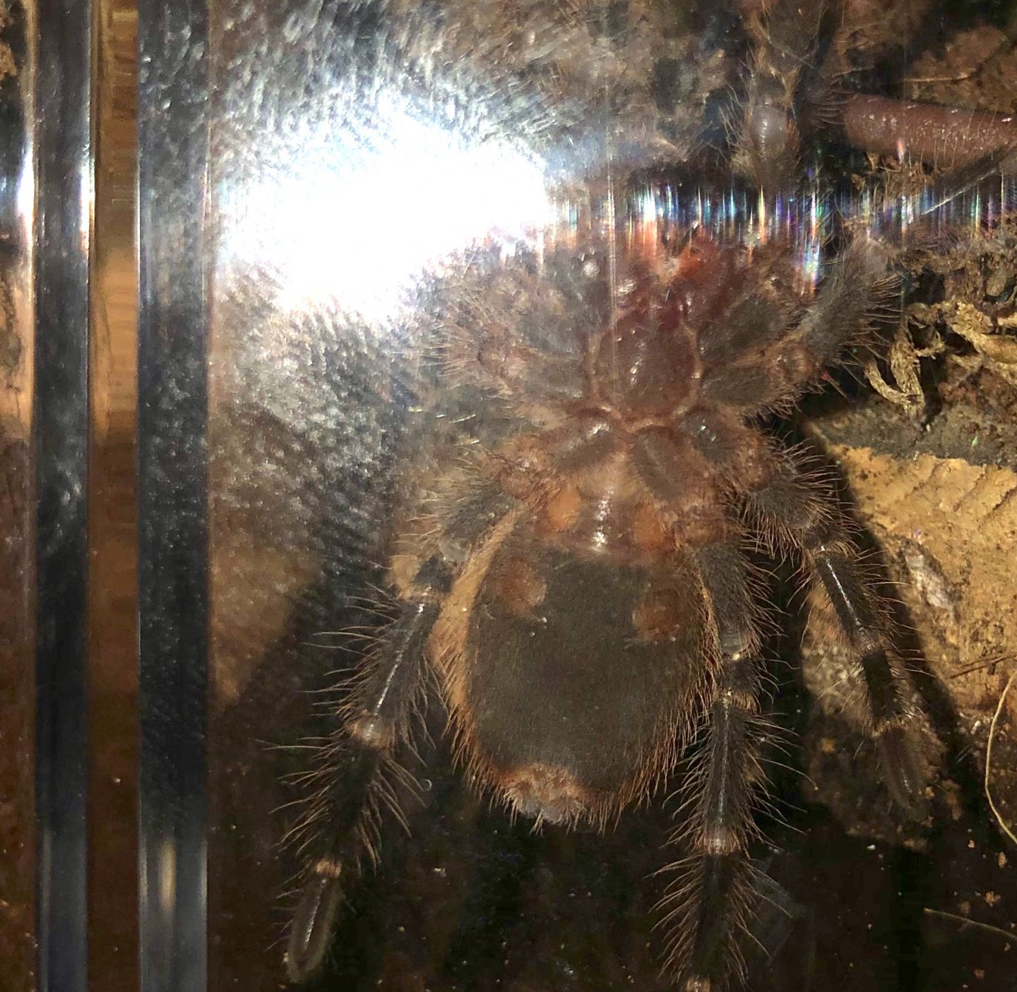 Grammostola pulchripes [ventral sexing]