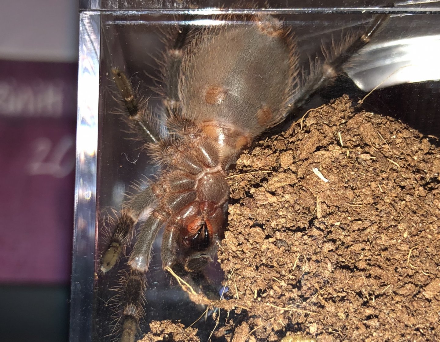 Grammostola pulchripes [ventral sexing]