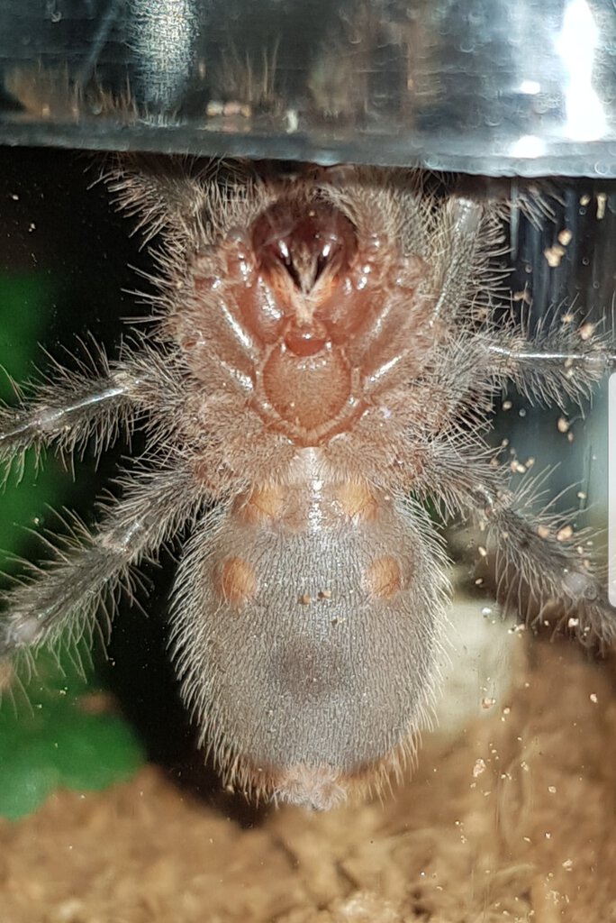 Grammostola pulchripes [ventral sexing]