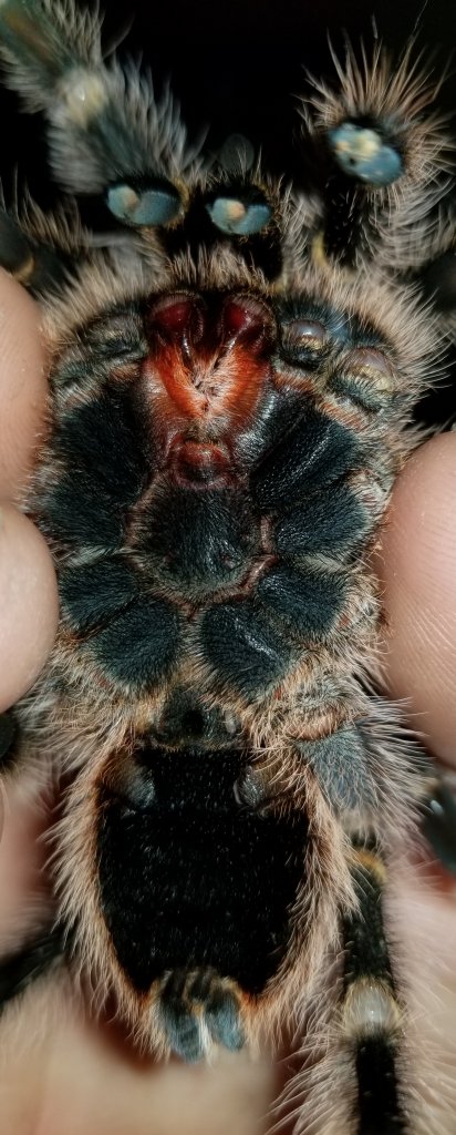 Grammostola pulchripes ventral