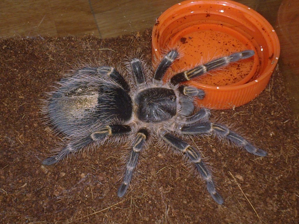 Grammostola Pulchripes