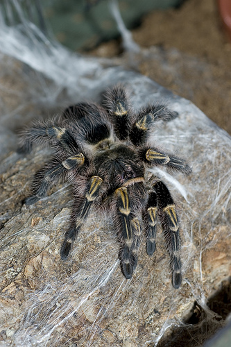 Grammostola Pulchripes