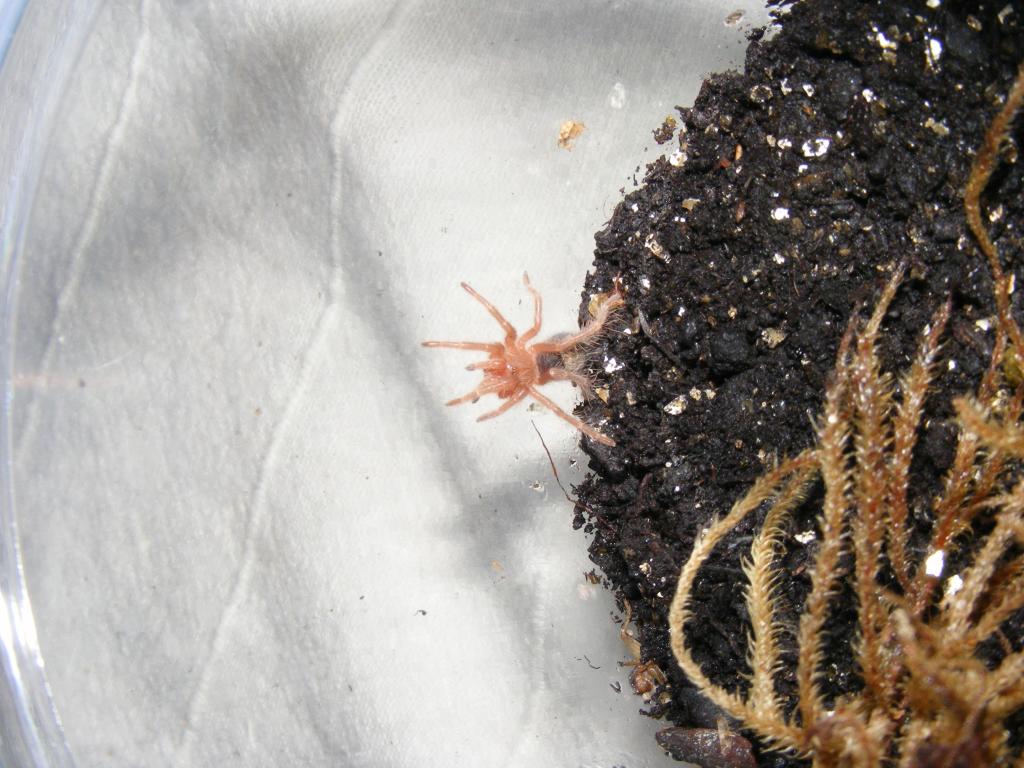 Grammostola Pulchripes