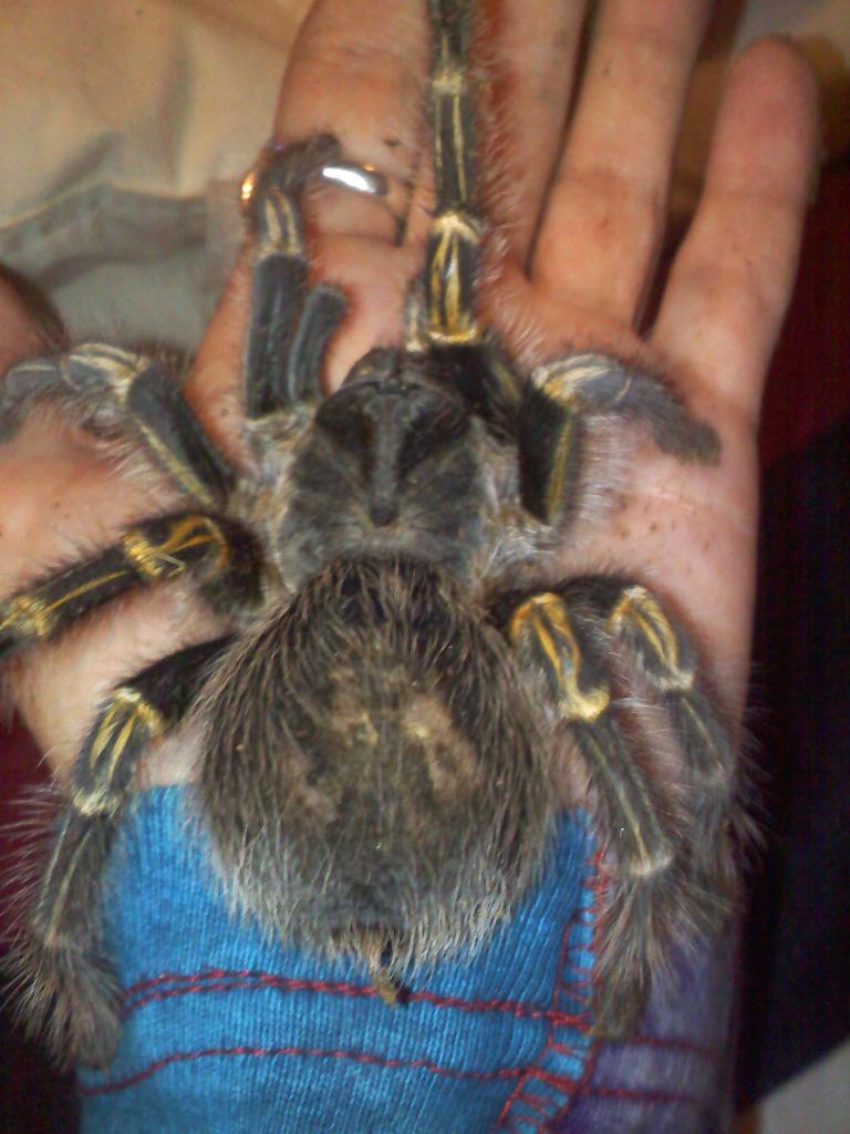 Grammostola pulchripes