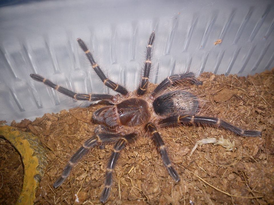 Grammostola Pulchripes