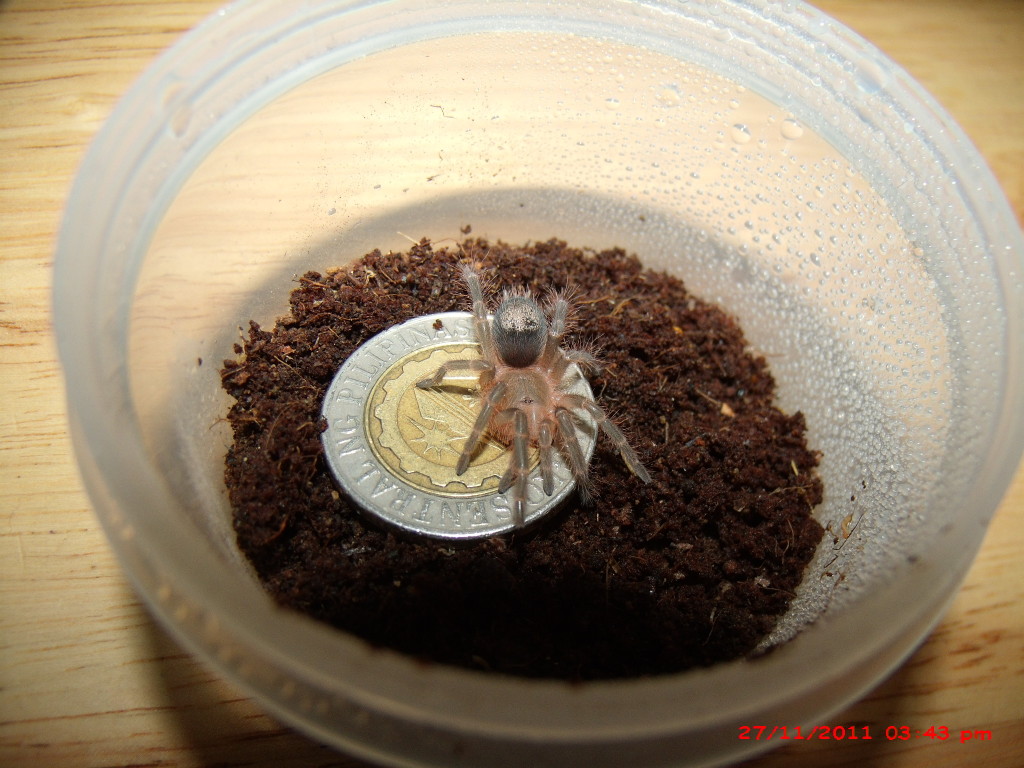 grammostola pulchripes