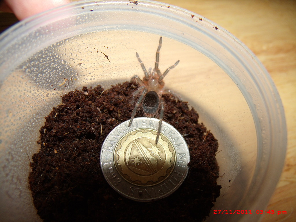 grammostola pulchripes