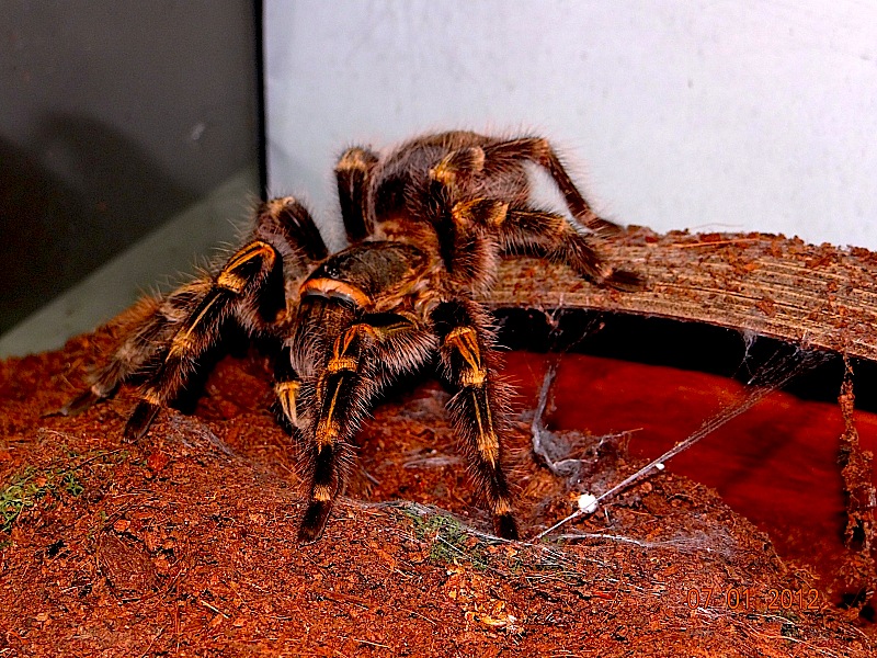 Grammostola pulchripes