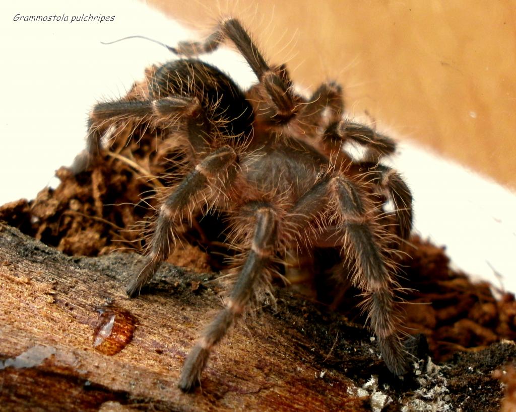 Grammostola pulchripes