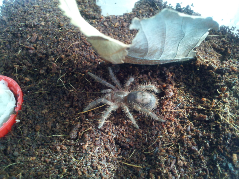 Grammostola pulchripes