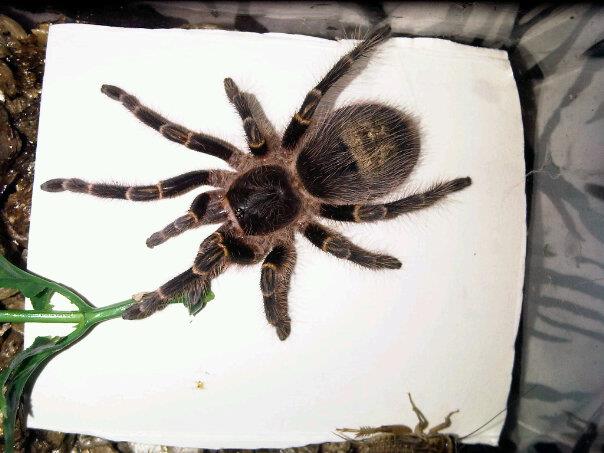 Grammostola pulchripes