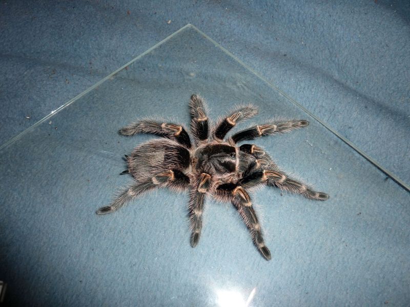 Grammostola pulchripes