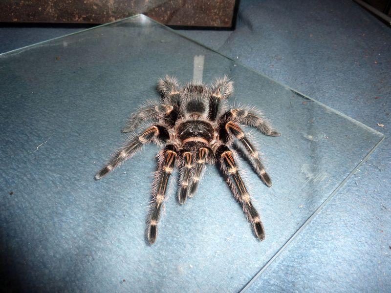 Grammostola pulchripes