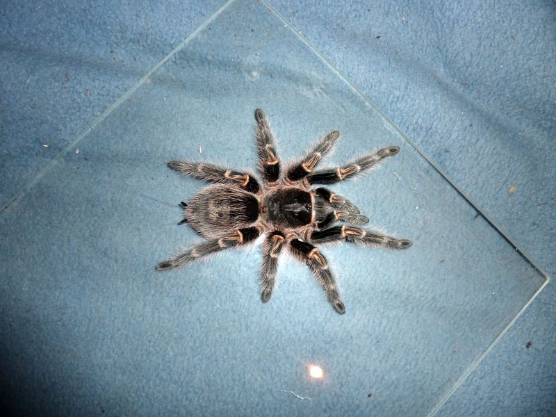 Grammostola pulchripes