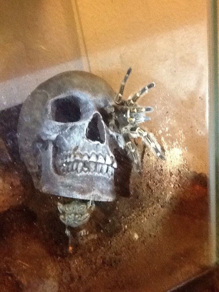 Grammostola pulchripes