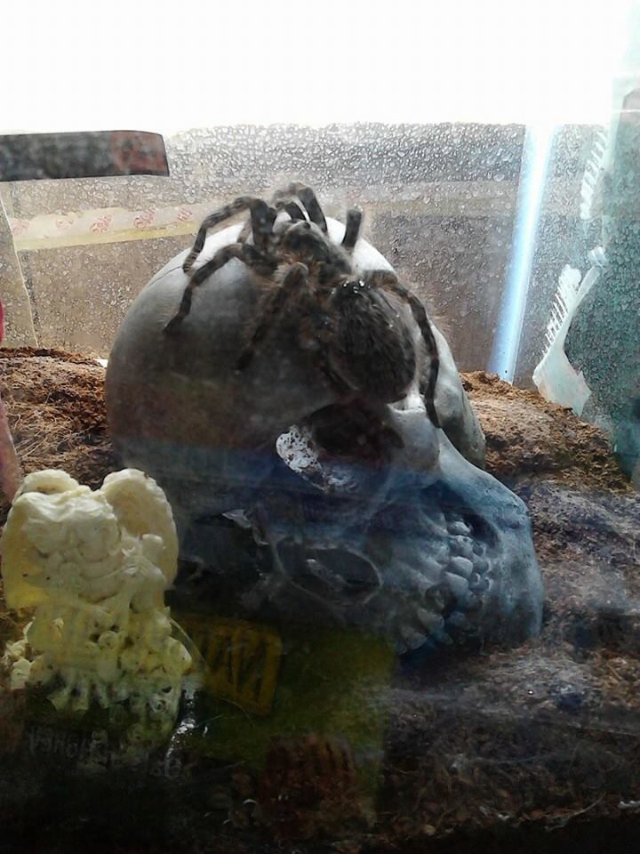 Grammostola pulchripes