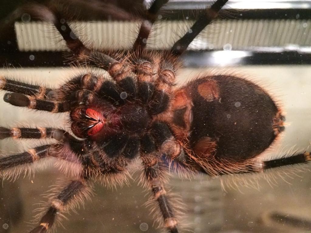 Grammostola pulchripes