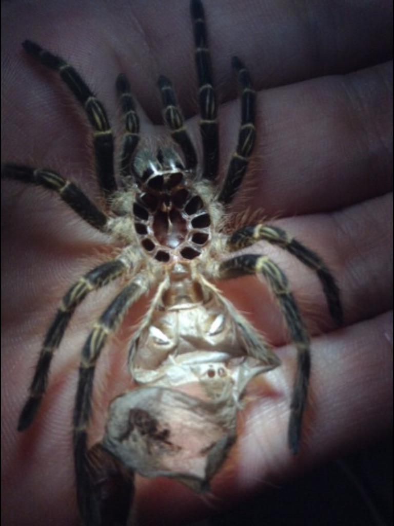 Grammostola pulchripes