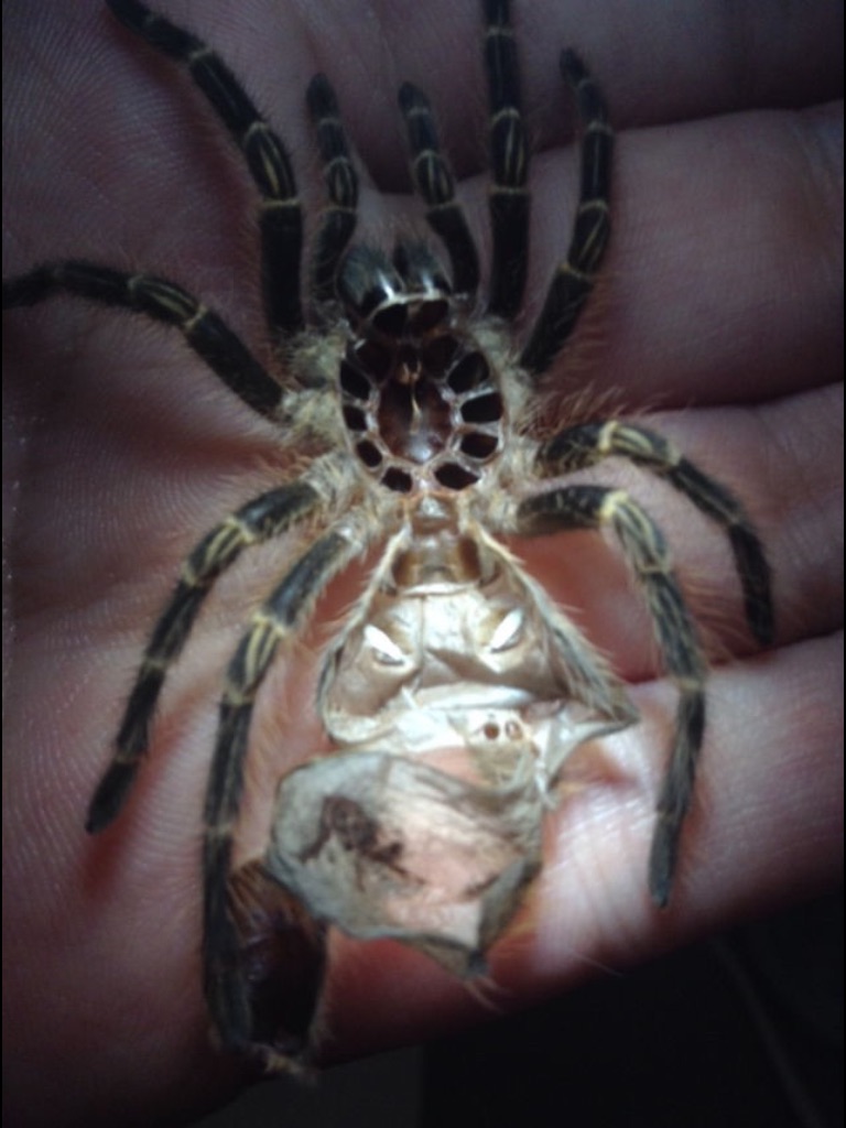 Grammostola pulchripes