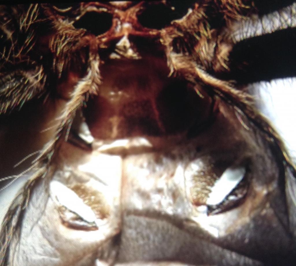 Grammostola pulchripes