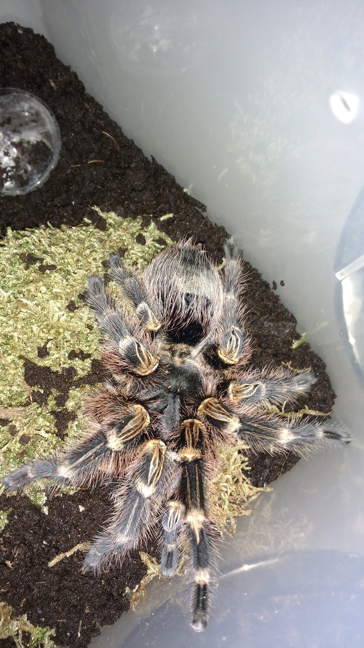 Grammostola Pulchripes?!?