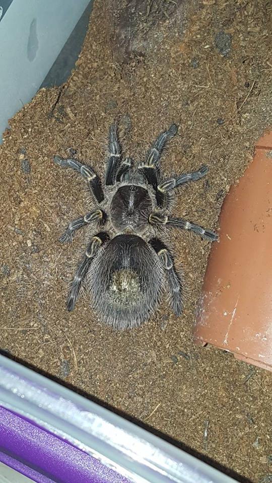 Grammostola pulchripes