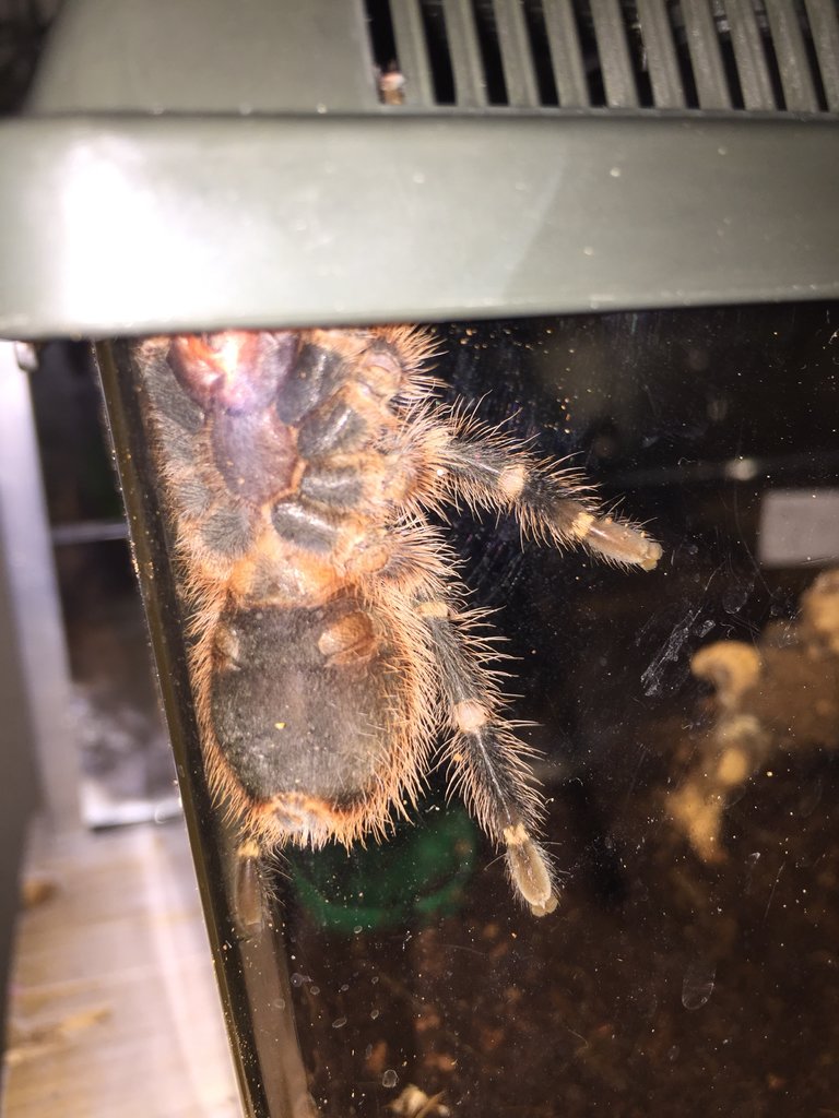 Grammostola Pulchripes