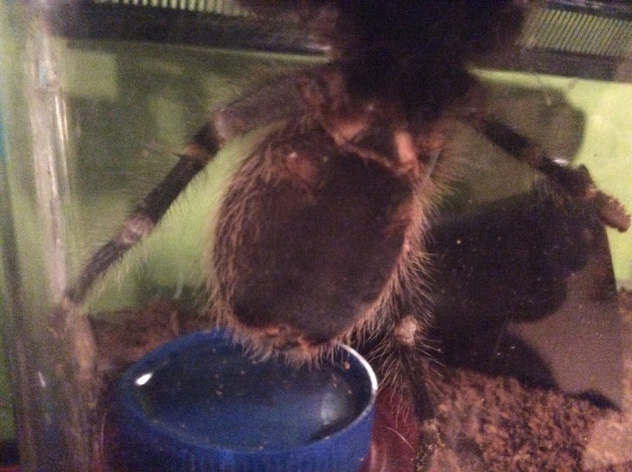 Grammostola pulchripes