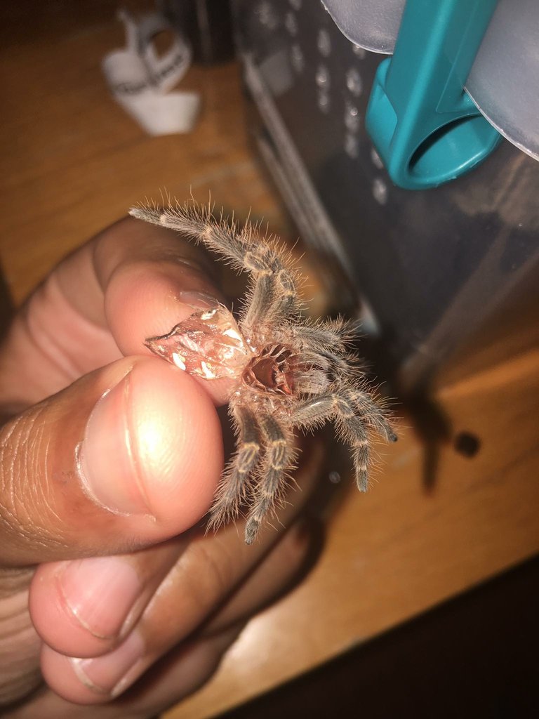 Grammostola pulchripes