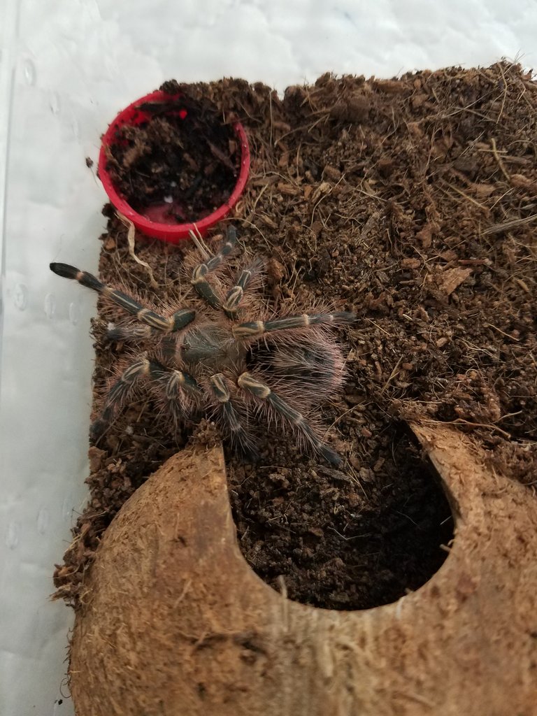 Grammostola Pulchripes