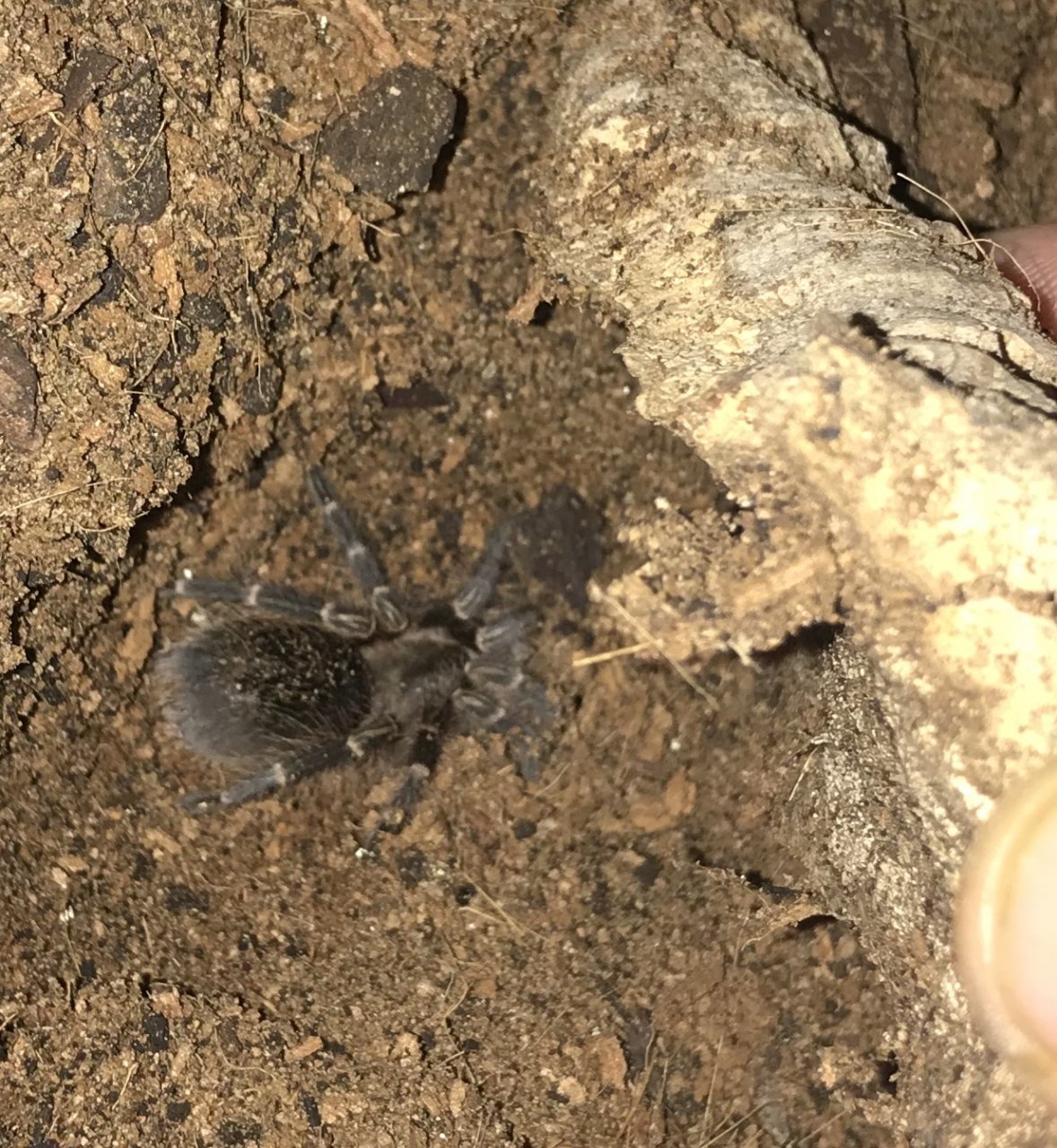 Grammostola pulchripes