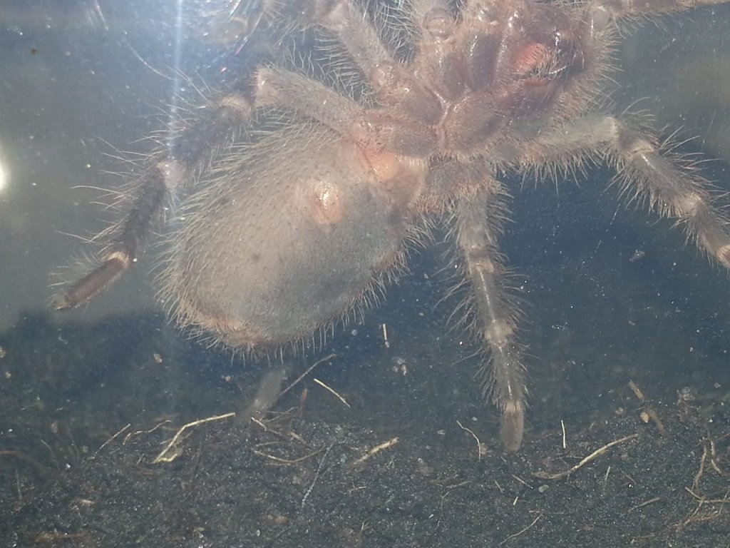 Grammostola Pulchripes