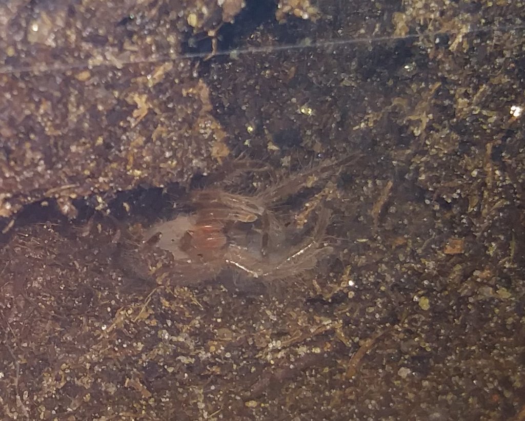Grammostola pulchripes