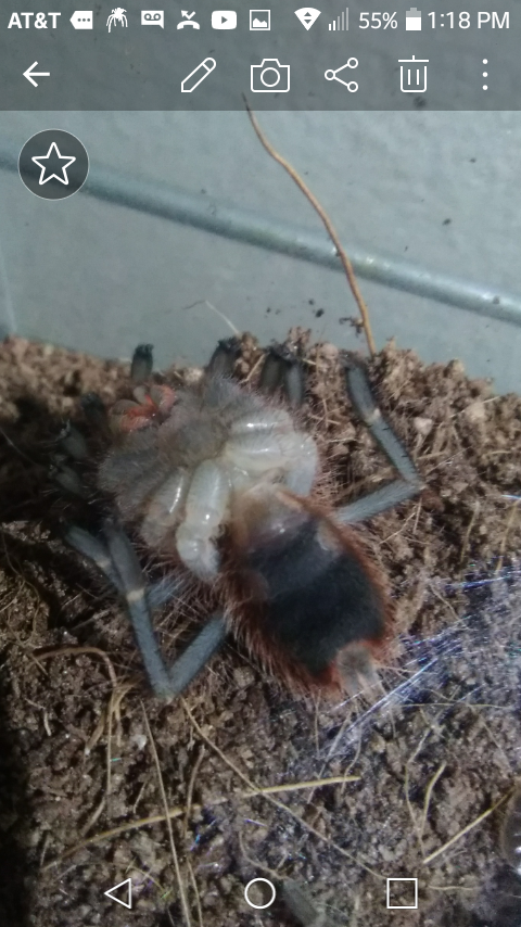 Grammostola Pulchripes