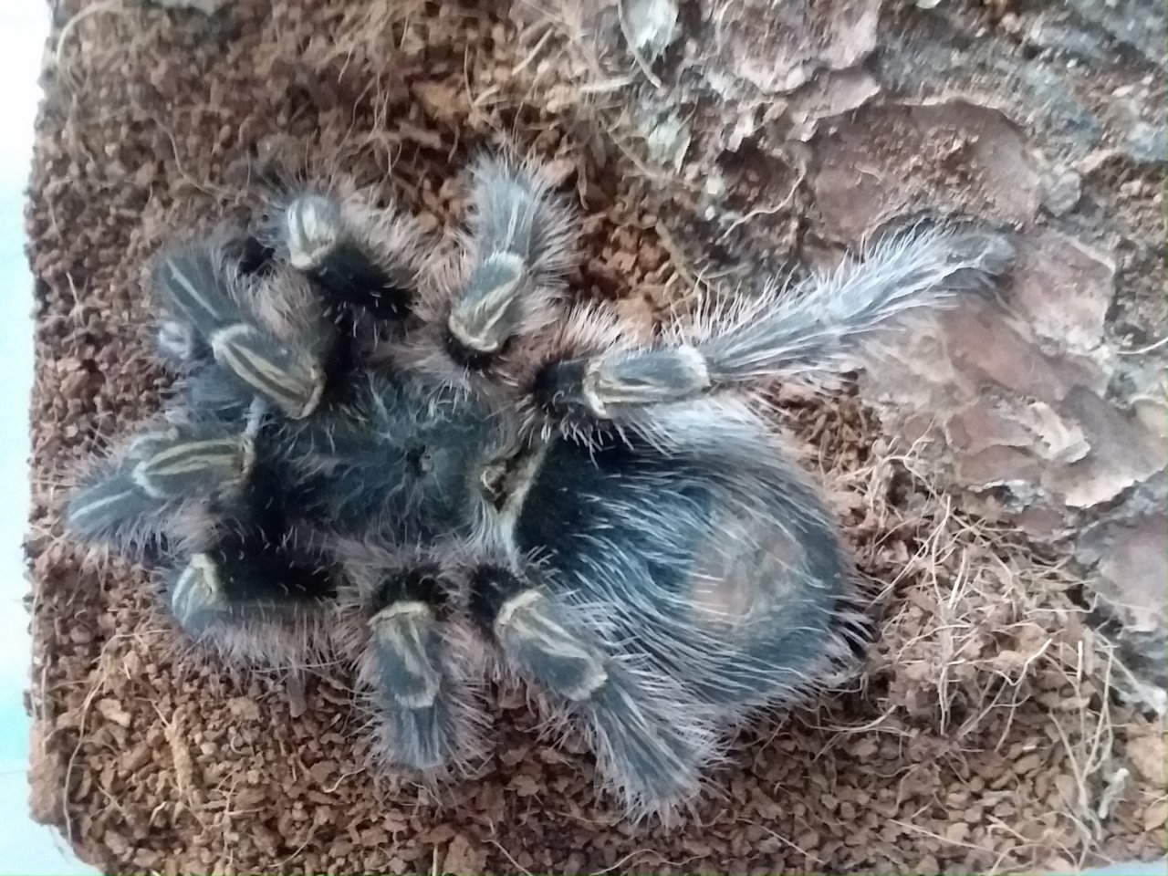 Grammostola pulchripes