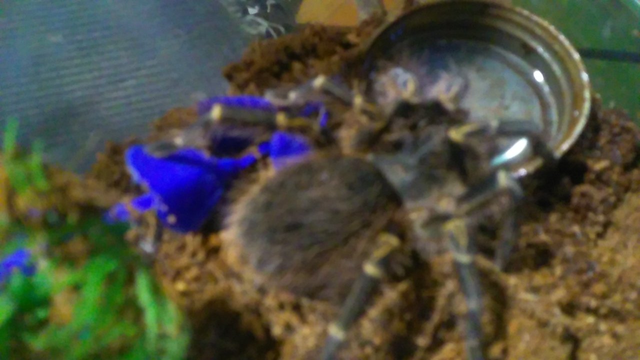 Grammostola pulchripes