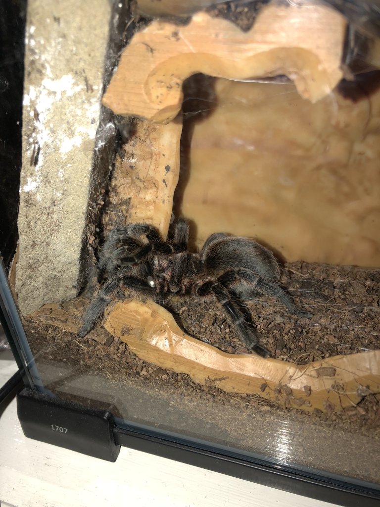 Grammostola pulchripes?