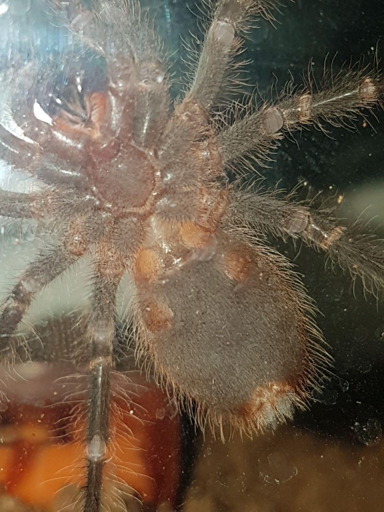 Grammostola pulchripes