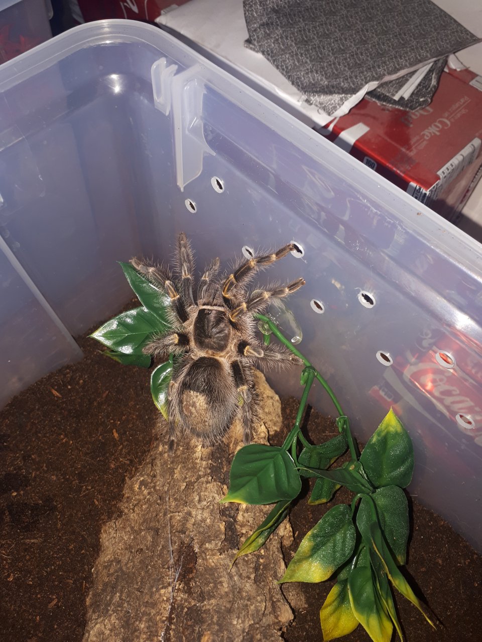 Grammostola pulchripes