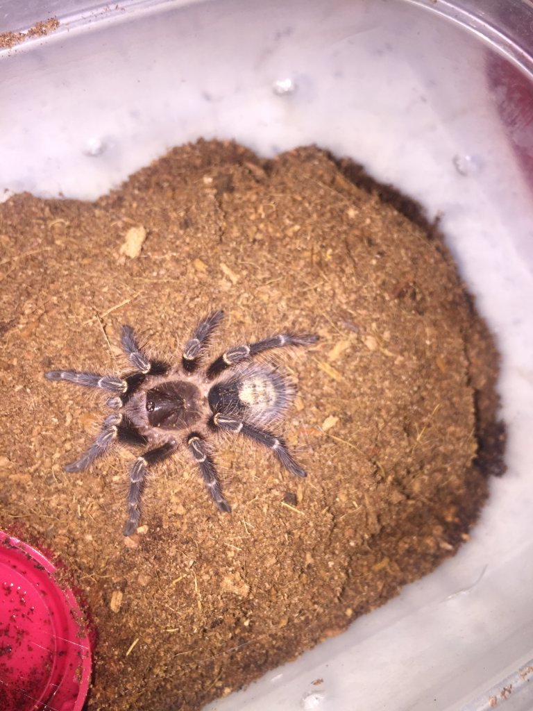 Grammostola pulchripes