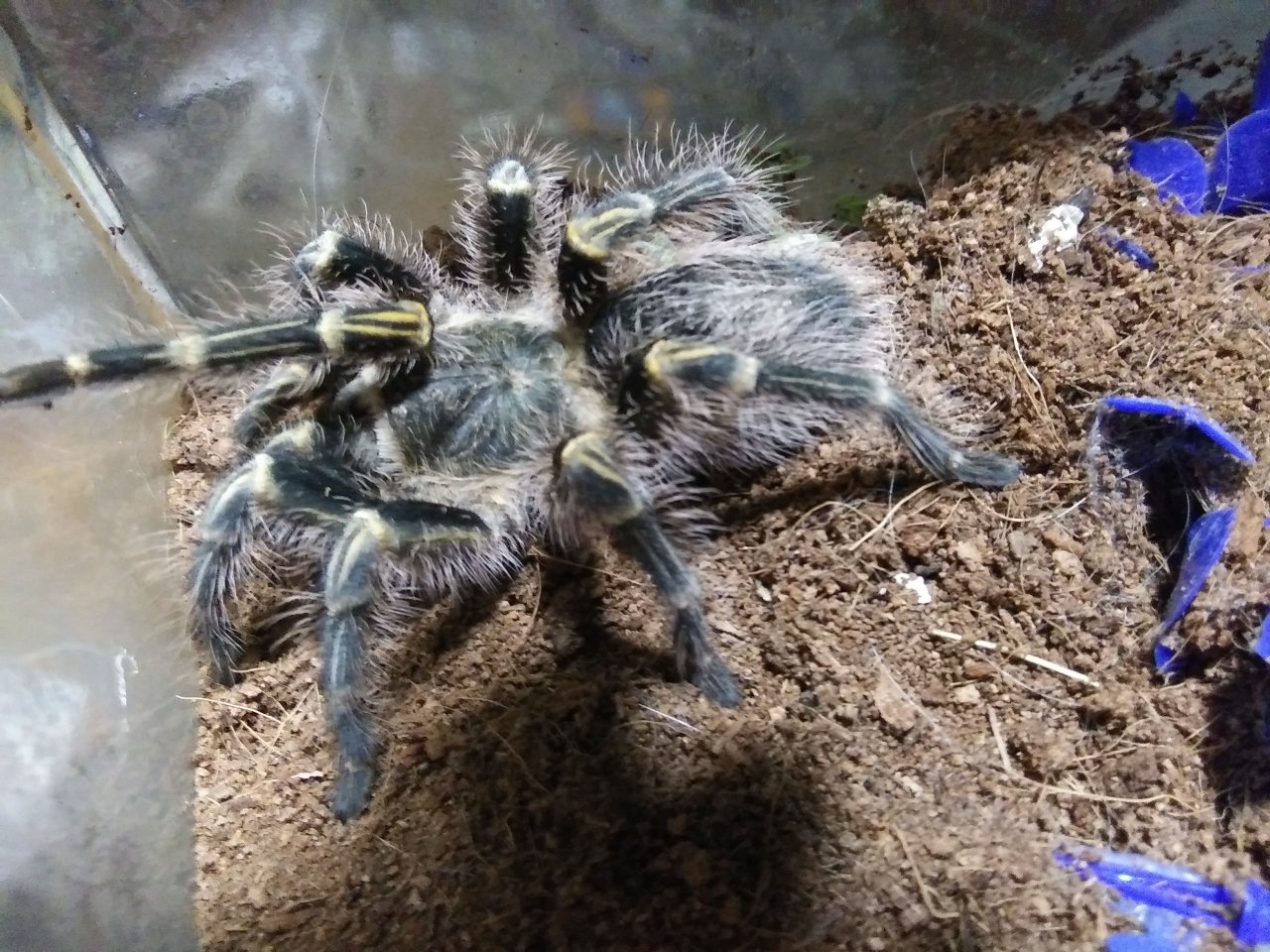 Grammostola pulchripes