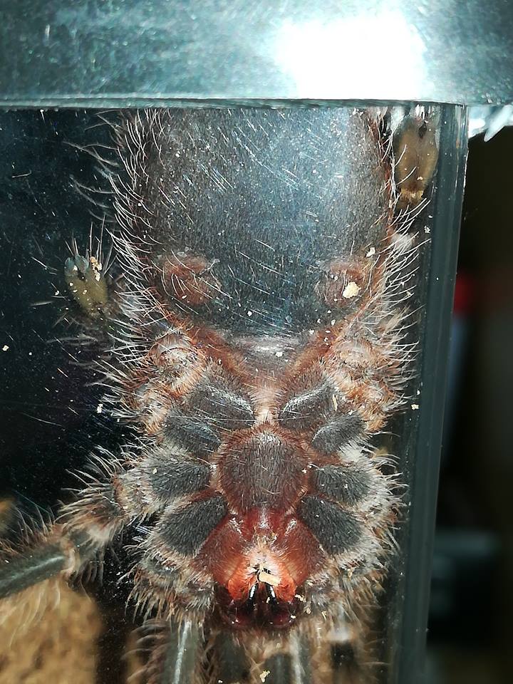 Grammostola pulchripes